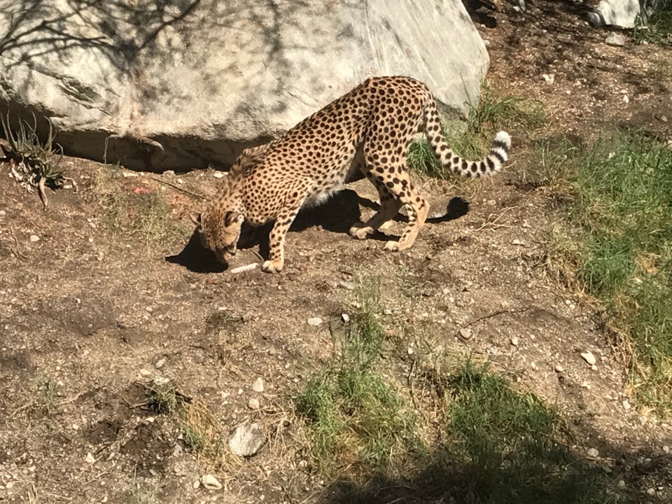Photo of The Living Desert Zoo and Gardens