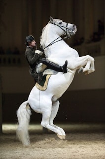 Photo of Spanish Riding School